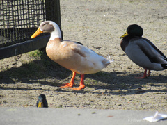 Anas platyrhynchos domesticus