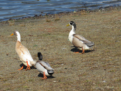 Anas platyrhynchos domesticus