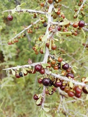 Condalia globosa