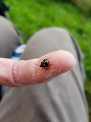 Cermatulus nasalis hudsoni