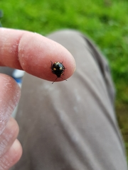 Cermatulus nasalis hudsoni