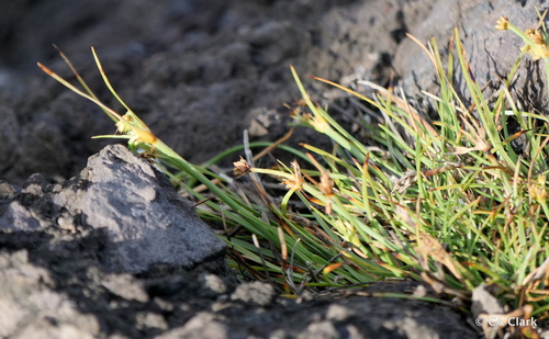 Fimbristylis cymosa observed 2023-09-20