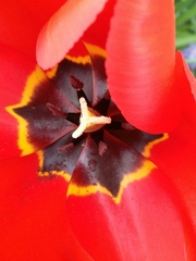 Tulipa