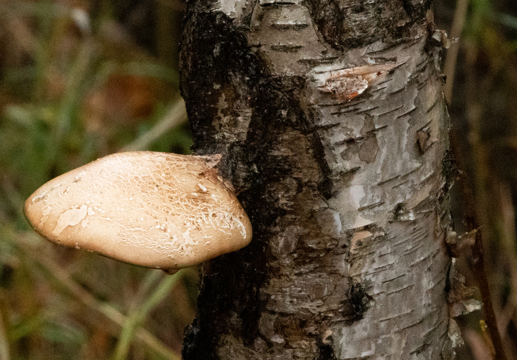 birch polypore from Val-d'Or, QC, Canada on October 9, 2023 at 08:17 AM ...