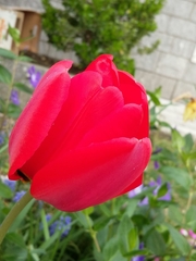 Tulipa