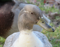 Anas platyrhynchos domesticus