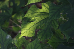 Broussonetia papyrifera — photo 2
