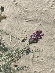 Astragalus magdalenae