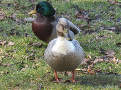 Anas platyrhynchos domesticus