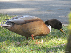 Anas platyrhynchos domesticus