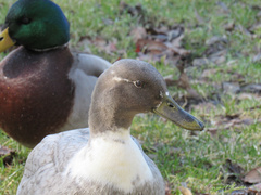 Anas platyrhynchos domesticus