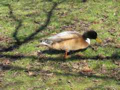 Anas platyrhynchos domesticus