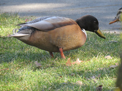 Anas platyrhynchos domesticus