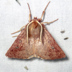 Anthela addita