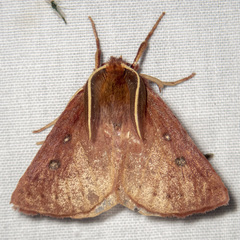 Anthela addita