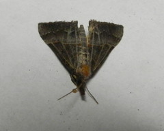 Hypena deceptalis