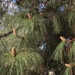 Pinus canariensis - Photo (c) pseudocreobotra, osa oikeuksista pidätetään (CC BY-NC)