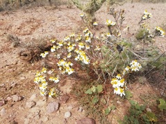 Thymophylla concinna