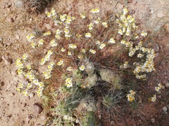 Thymophylla concinna