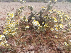 Thymophylla concinna