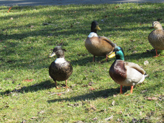 Anas platyrhynchos domesticus