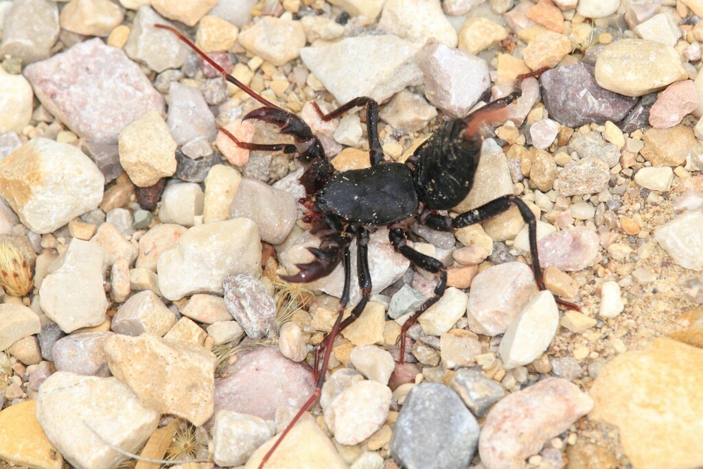 Giant Vinegaroon from Brewster County, TX, USA on October 6, 2023 at 04
