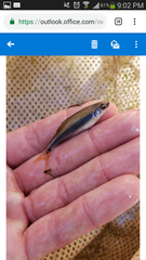 Pteronotropis hypselopterus