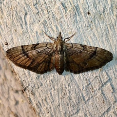 Eupithecia peckorum