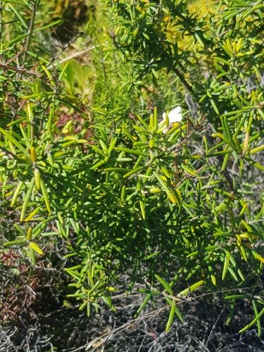 Image of Shore Rosemary (Westringia dampieri) by no rights reserved