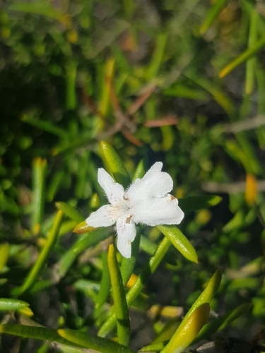 Image of Shore Rosemary (Westringia dampieri) by no rights reserved