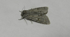 Acronicta americana