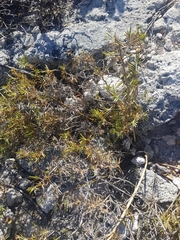 Acanthocarpus preissii