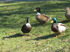 Anas platyrhynchos domesticus