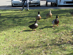 Anas platyrhynchos domesticus