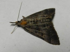 Hypena deceptalis