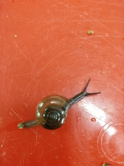 Macrochlamys hippocastaneum