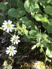Stellaria cuspidata