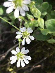 Stellaria cuspidata