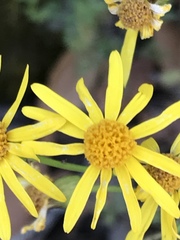 Packera coahuilensis