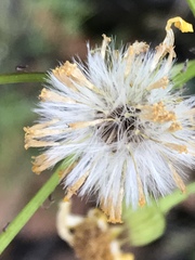 Packera coahuilensis