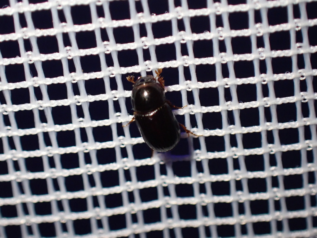 Oscarinus rusicola