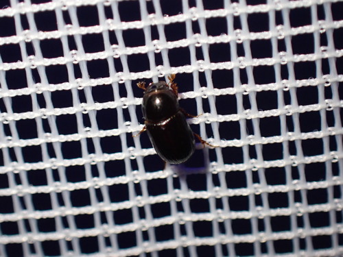 Oscarinus rusicola