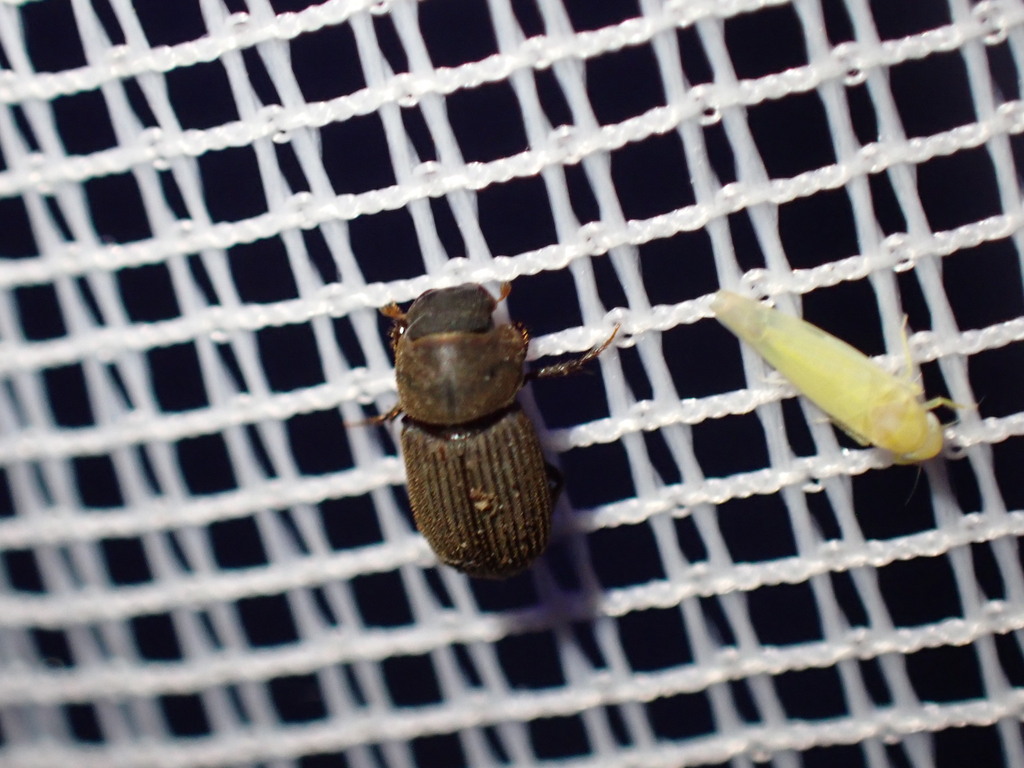 Ataenius imbricatus