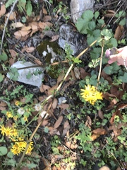 Packera coahuilensis