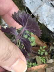 Packera coahuilensis