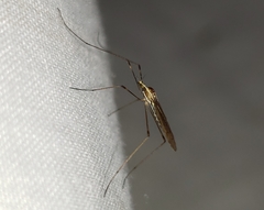 Gonomyia sulphurella