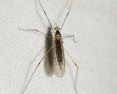 Gonomyia sulphurella