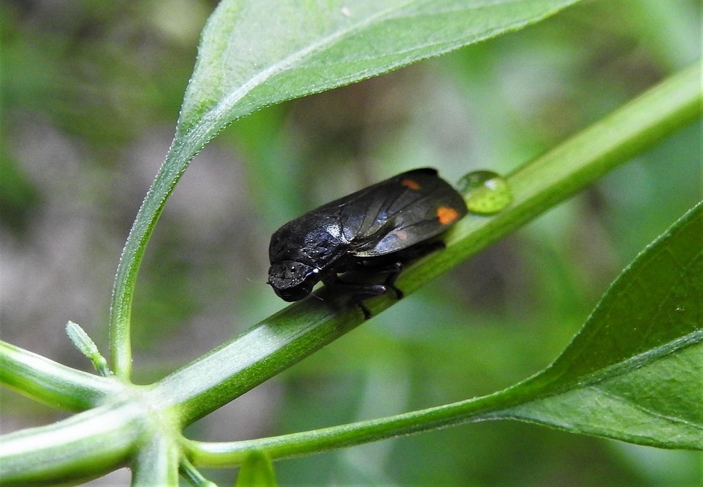 Kanaima fluvialis