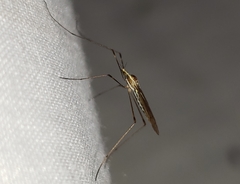 Gonomyia sulphurella
