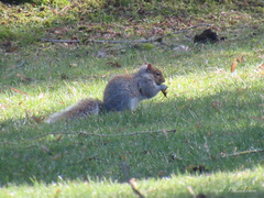 Sciurus carolinensis